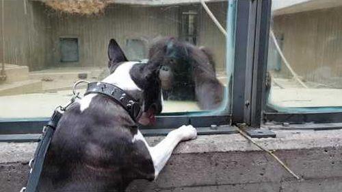 Monkey_taunting_bull terrier_with_a_stick.jpg